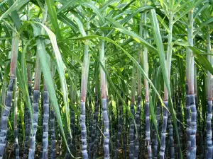 Growing Sugarcane