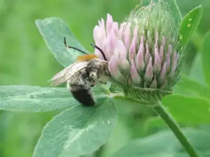 Red Clover