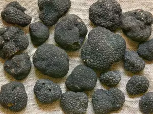 Culinary Use of Truffles