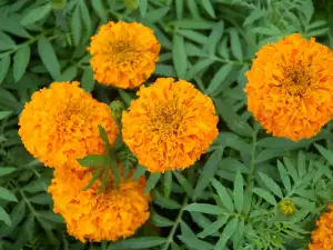 Aztec Marigold