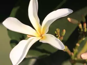 Vanilla flower