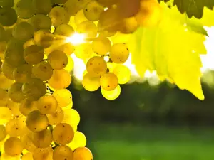 Vidal Blanc grapes