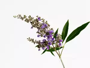 Vitex