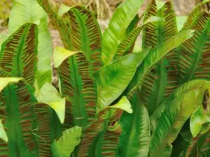 Hart's-Tongue Fern Treats Coughing