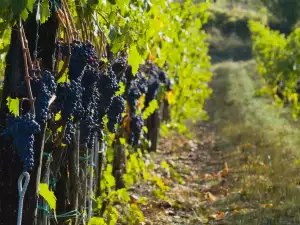 Pinot Noir Grapes