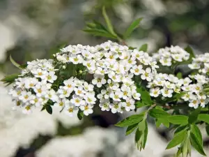 Spiraea