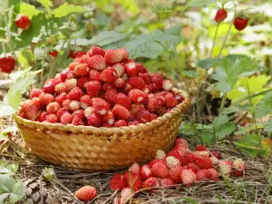 Wild Strawberry