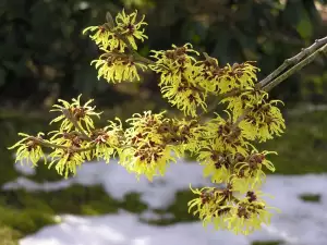 Witch Hazel