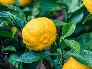 A Lesser Known Citrus Fruit: Yuzu