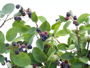 Glossy Buckthorn