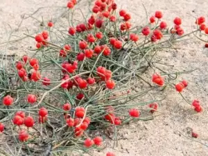 Ephedra