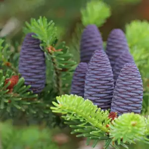 Fir Pine Cones