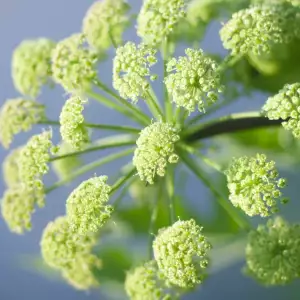 Angelica herb