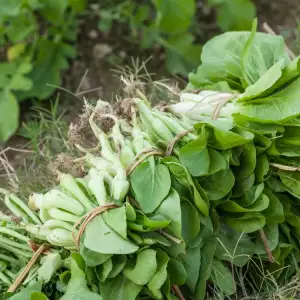 Bok Choy Cabbage