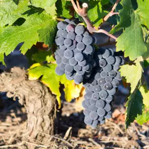 Carignan variety