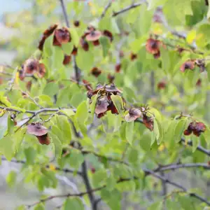 Garland Thorn Bush