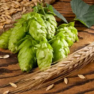 hops pinecones