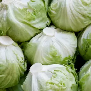 Iceberg lettuce head