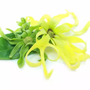 Ylang- Ylang color