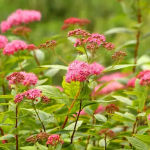 Spiraea Japonica