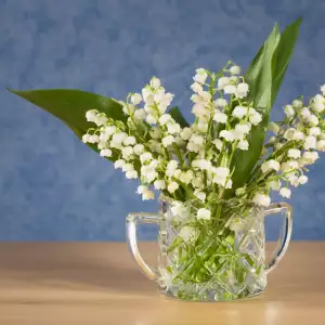 growing Lily of the Valley