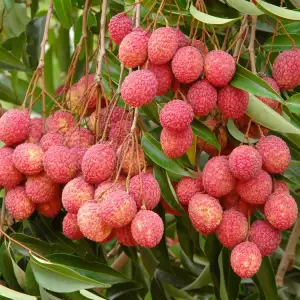 litchi tree