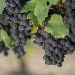 Malbec Grapes