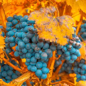 Carmenere grapes