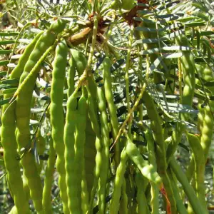 Prosopis Tree