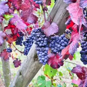 Nebbiolo Grape