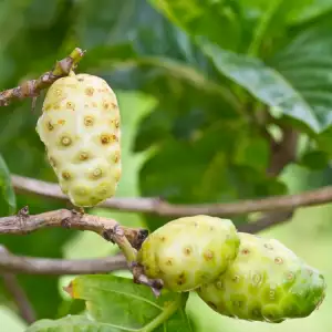 Noni Fruits