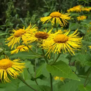 Elecampane herb