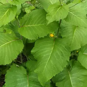 Elecampane leaf