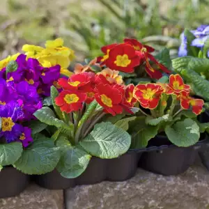 Primrose types