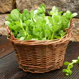 Picked Purslane