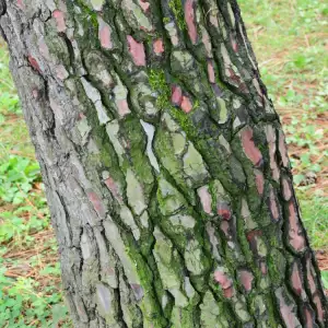 Pycnogenol bark