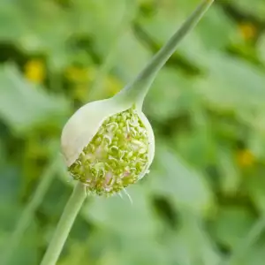  Wild Garlic