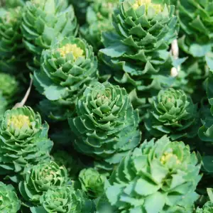 Rhodiola herb