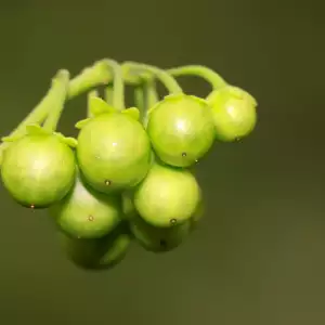 solanum nigrum