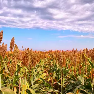 sorghum plant