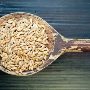 Spelt wheat