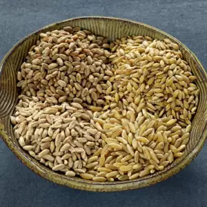 wheat varieties