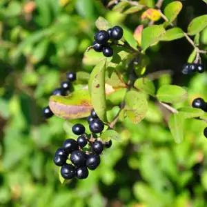 Buckthorn bush