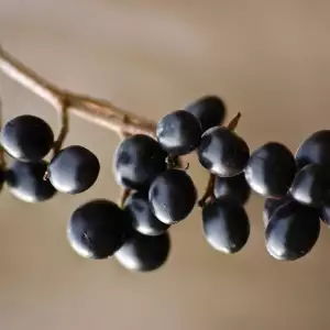 Buckthorn fruit