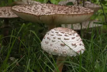 Does the Parasol Mushroom Have a Double?