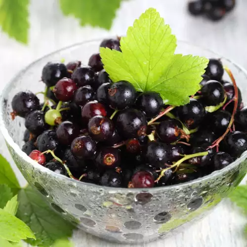 Health Benefits of Blackcurrants