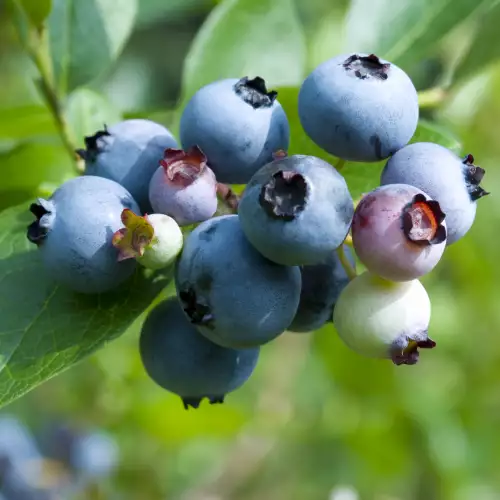 Blueberries protect against colon cancer