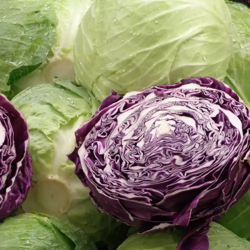 Cabbage