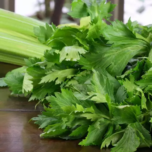 Benefits and Harms of Celery
