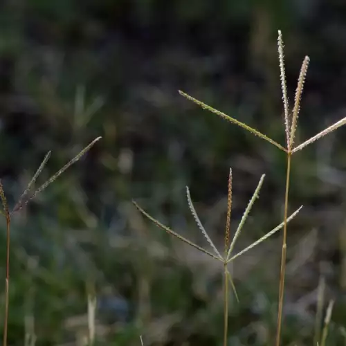 Folk Medicine with Bermuda Grass